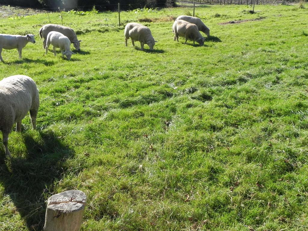 Hoeve De Mertel Biezenmortel Bagian luar foto