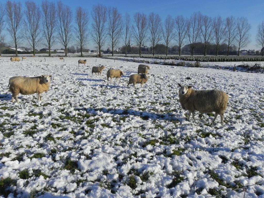 Hoeve De Mertel Biezenmortel Bagian luar foto